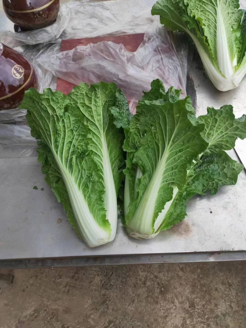 青明菜没有苔