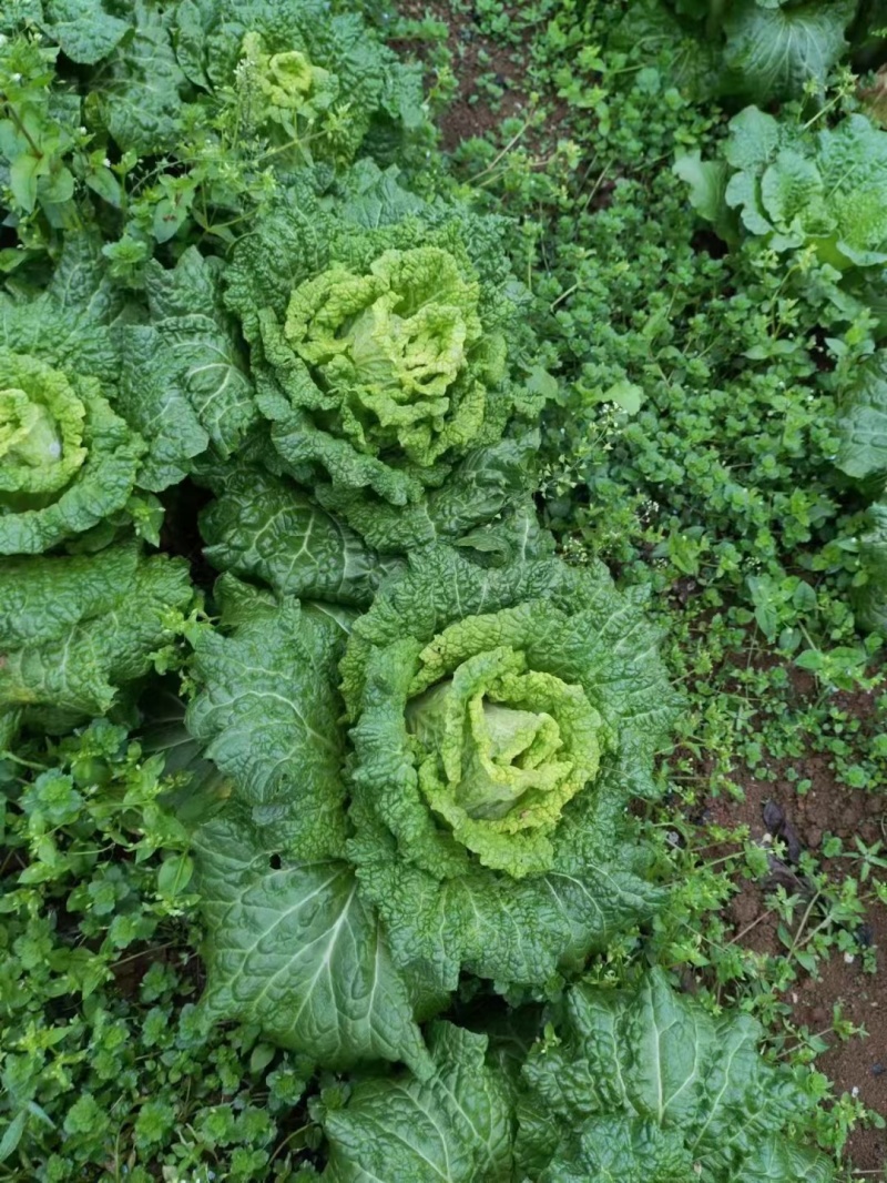 青明菜没有苔