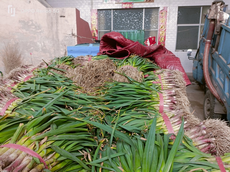精品红根蒜苗