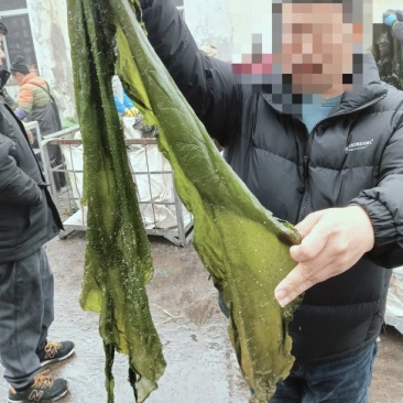 盐渍整棵海带，海带边