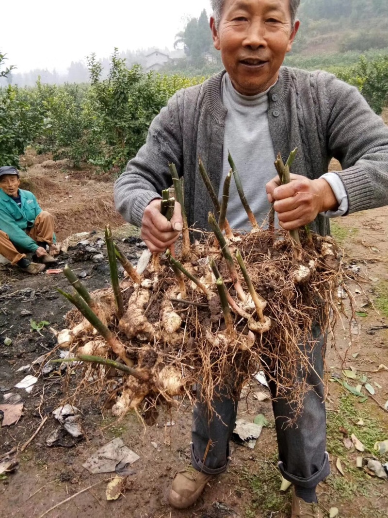 百亩黄精基地三年生块茎苗，有精湛的种植技术诚信经营