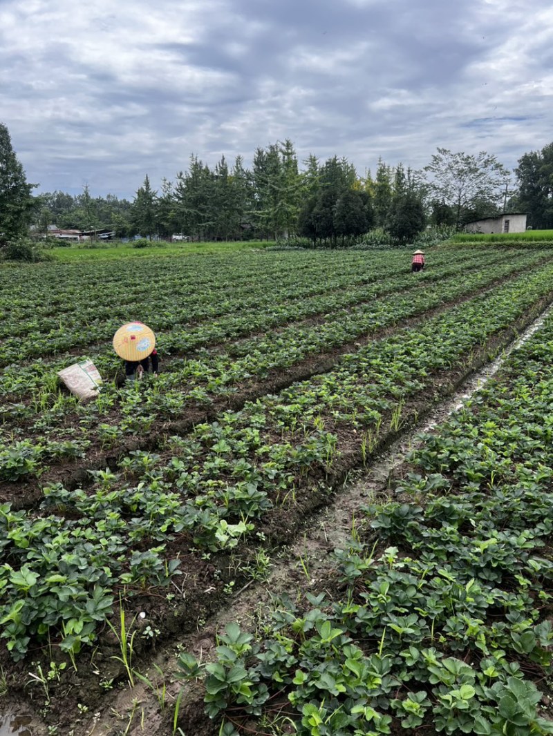 越雪妃草莓苗四季白草莓苗基地直发假一赔十