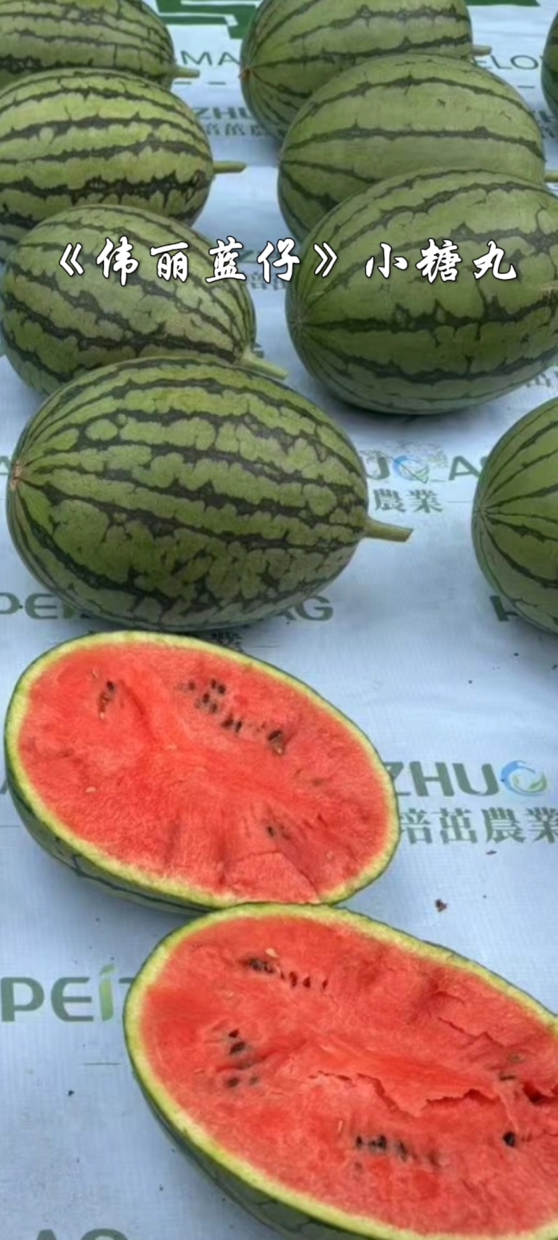 潍坊全美2K西瓜小糖丸西瓜手剥皮西瓜冰淇淋西瓜