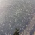 虹金鳟鱼苗