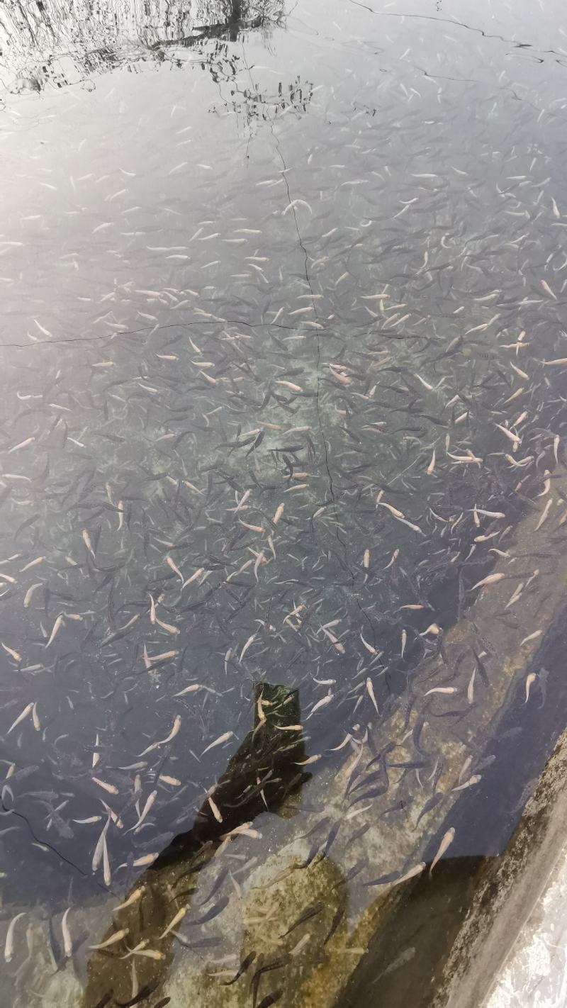 虹金鳟鱼苗