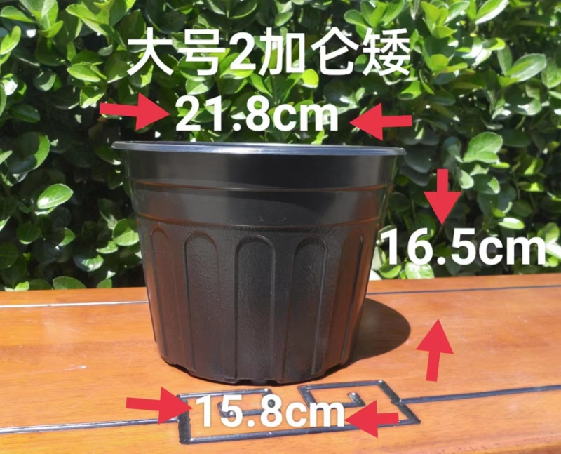 推荐黑加仑盆厂家直供规格齐全量大从优欢迎联系
