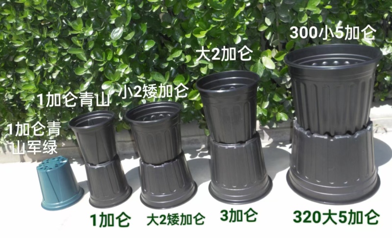 推荐黑加仑盆厂家直供规格齐全量大从优欢迎联系