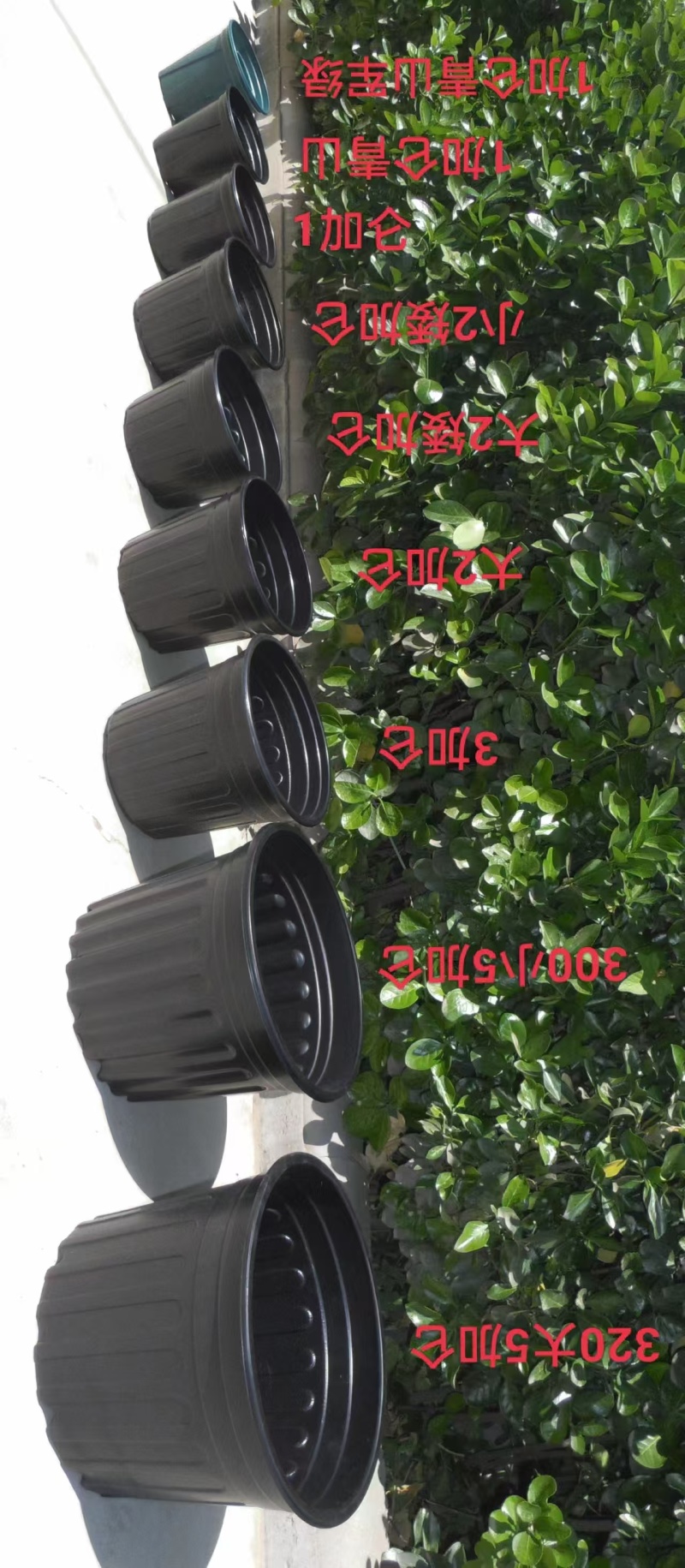推荐黑加仑盆厂家直供规格齐全量大从优欢迎联系