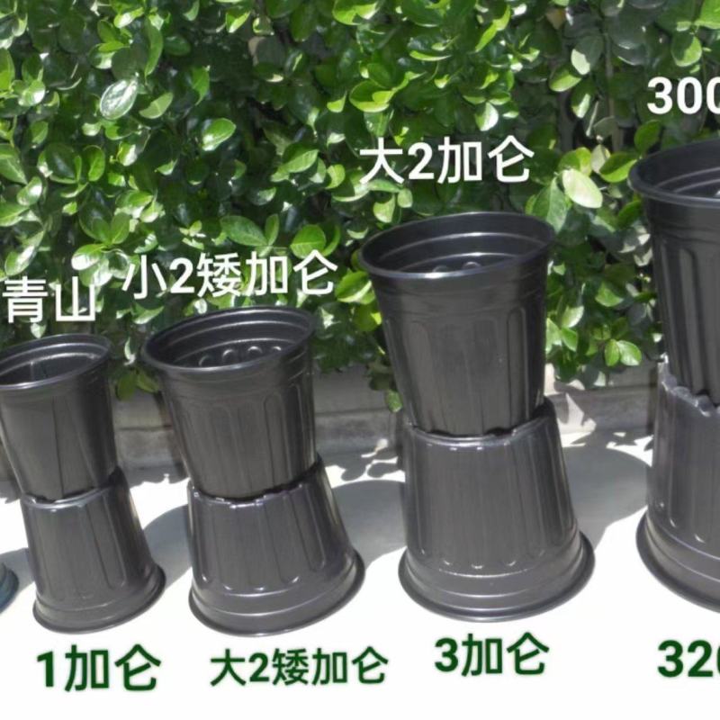 推荐黑加仑盆厂家直供规格齐全量大从优欢迎联系