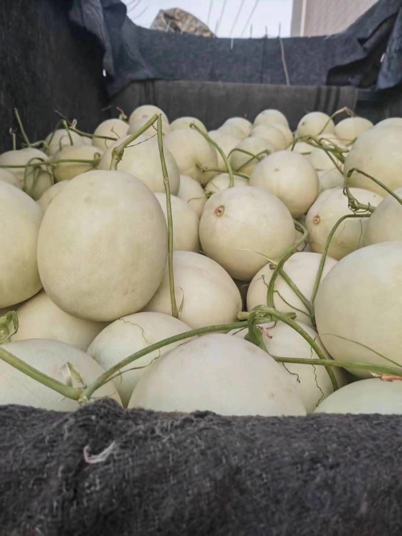 海南玉菇甜瓜，软糯香甜，大量供应电商市场，代发全国