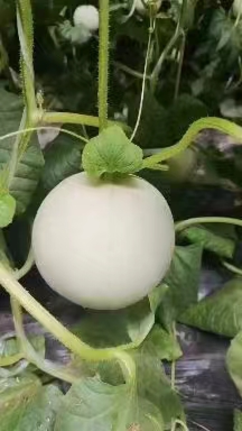海南玉菇甜瓜，软糯香甜，大量供应电商市场，代发全国