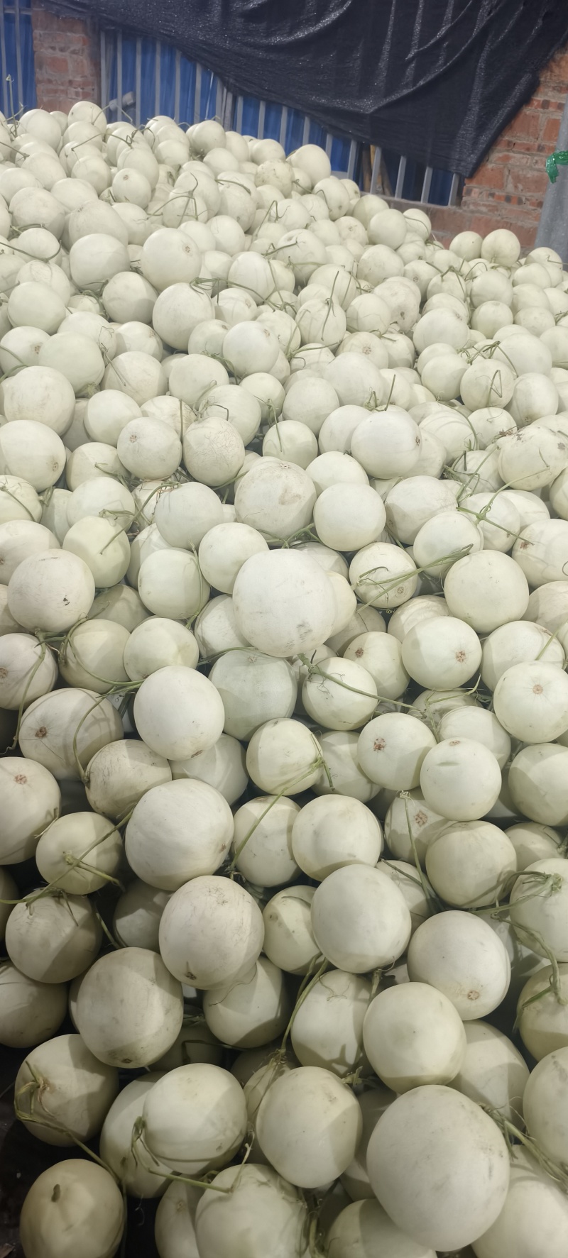 海南玉菇甜瓜，软糯香甜，大量供应电商市场，代发全国