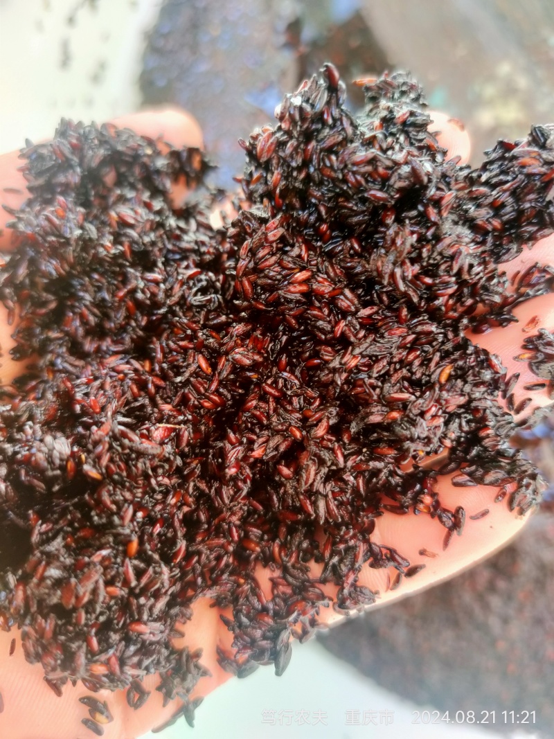 （预售）高含量·高萌发·柔毛淫羊藿种子
