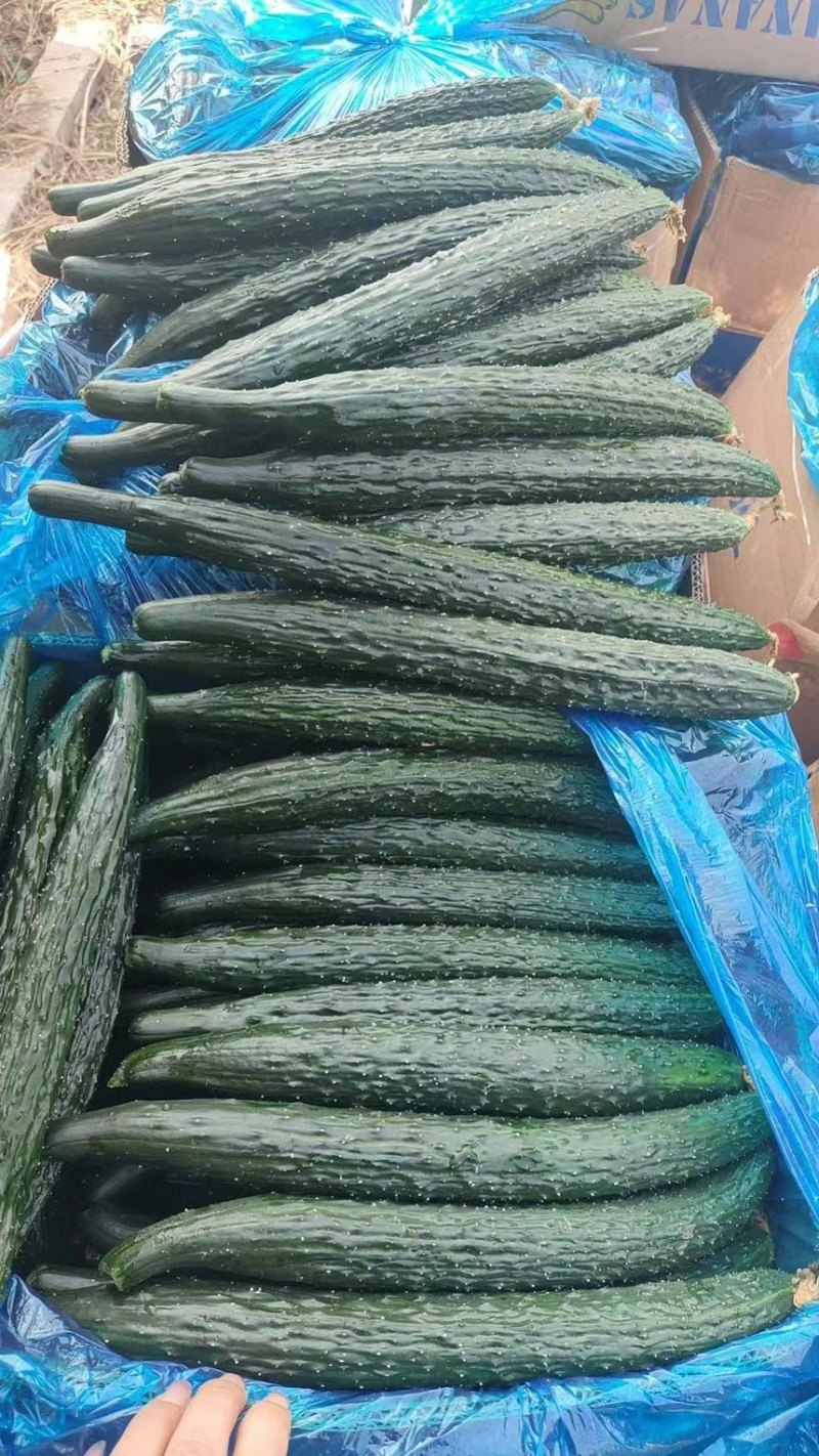 蜜刺黄瓜，夏邑黄瓜，河南黄瓜，大量有货，产地直销，价格优