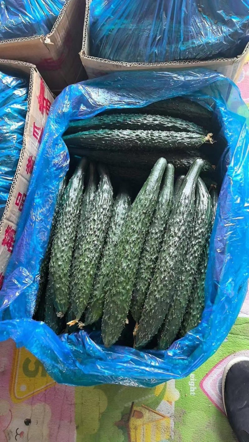 蜜刺黄瓜，夏邑黄瓜，河南黄瓜，大量有货，产地直销，价格优
