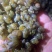 飘螺水蛭专用