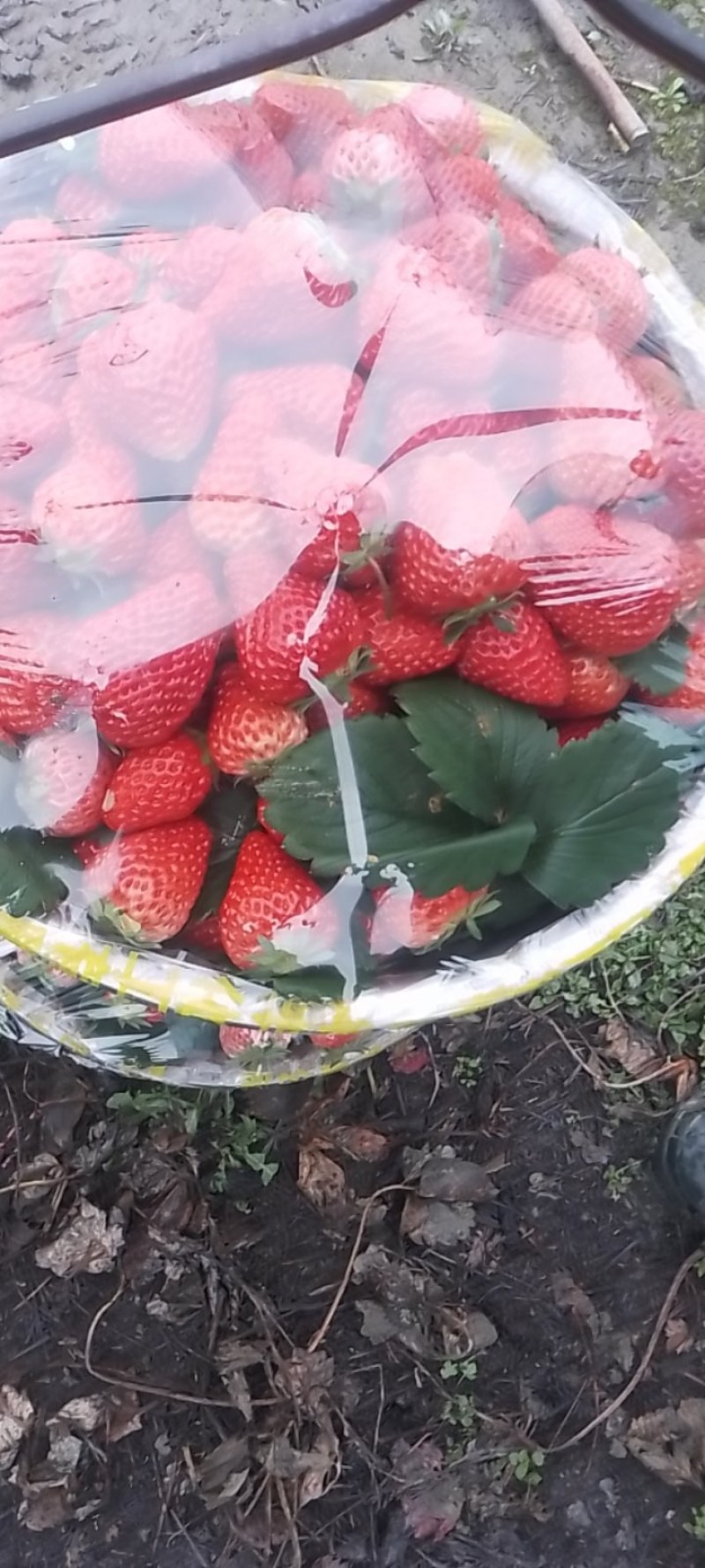 巧克力草莓