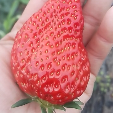 巧克力草莓