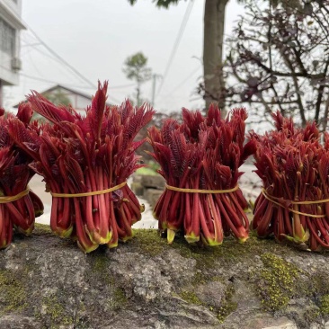 精品红油香椿芽大量上市现货大量供应欢迎来电咨询