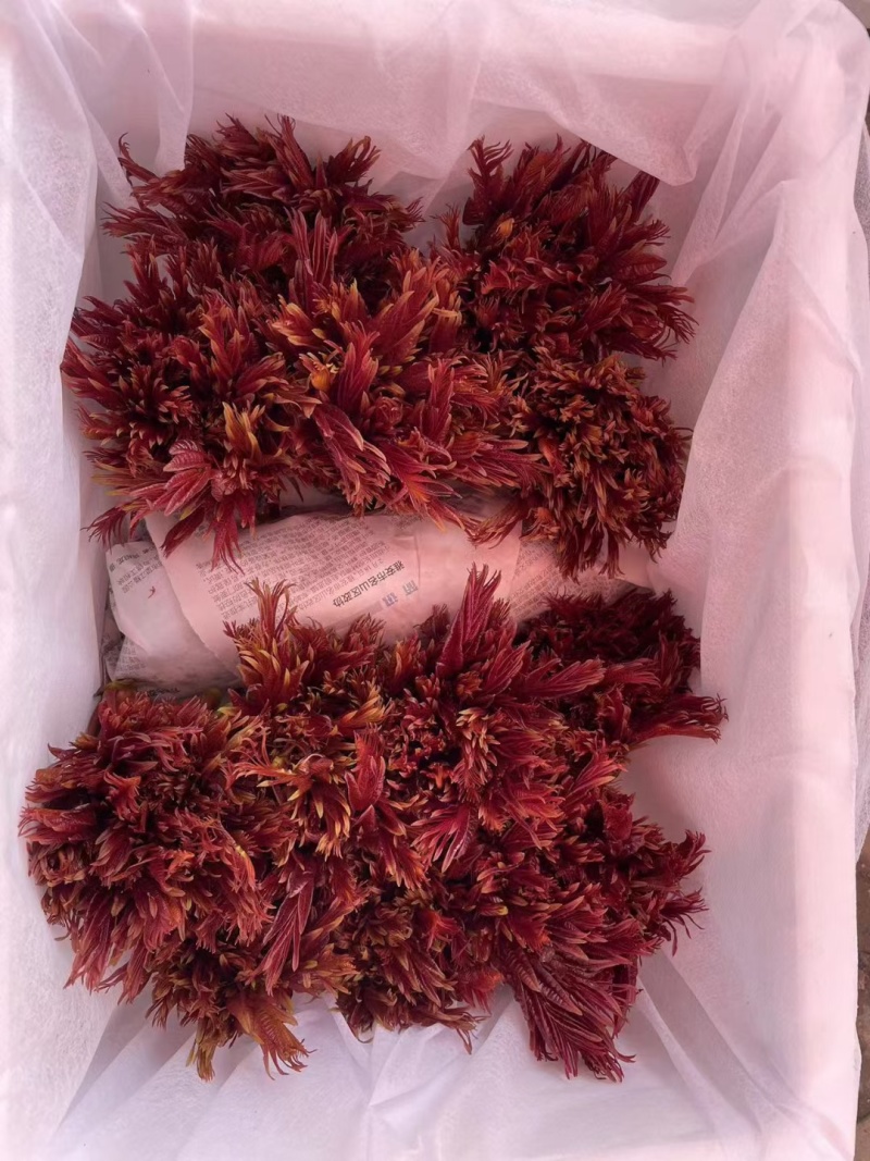 精品红油香椿芽大量上市现货大量供应欢迎来电咨询
