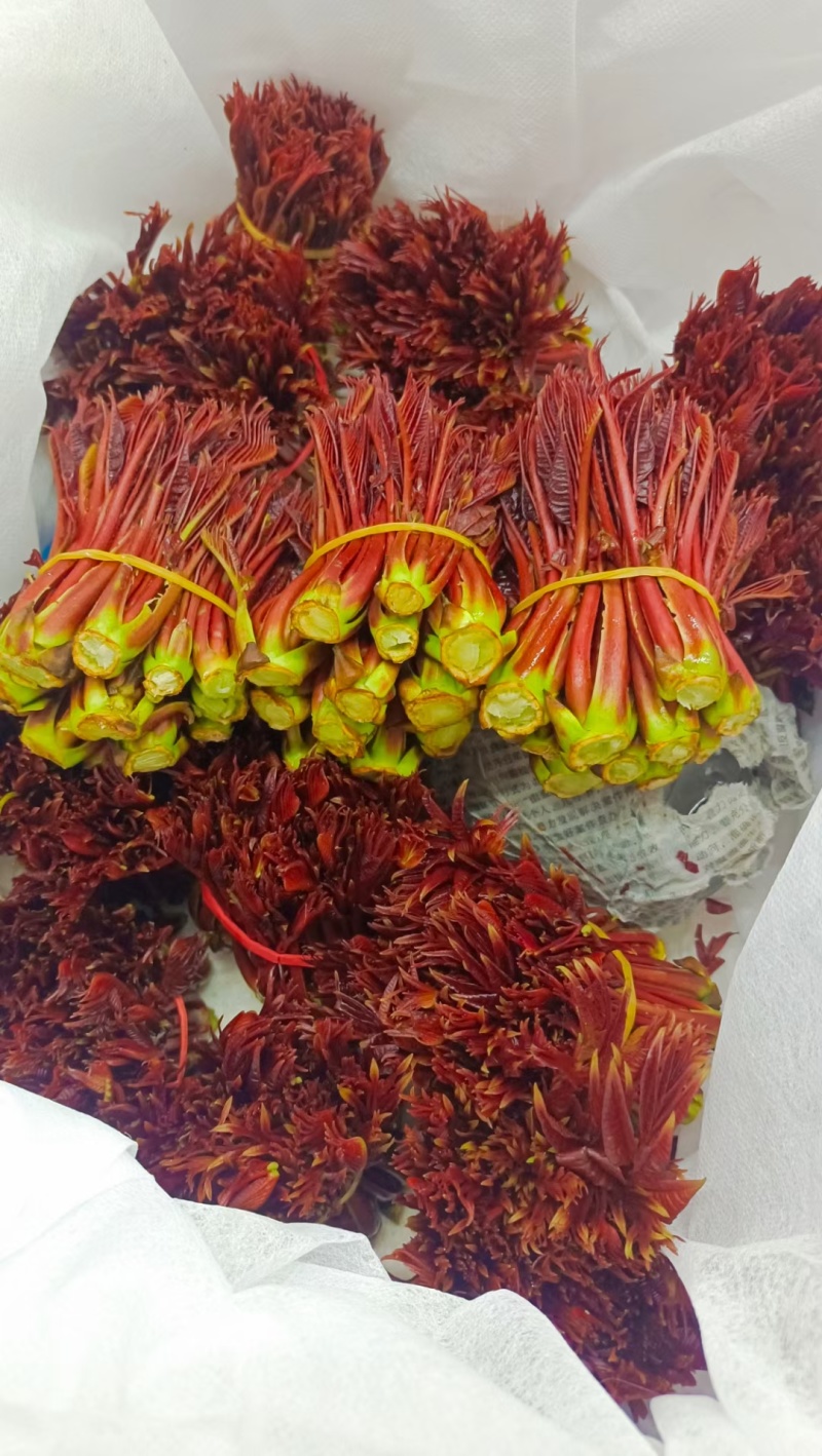 精品红油香椿芽大量上市现货大量供应欢迎来电咨询