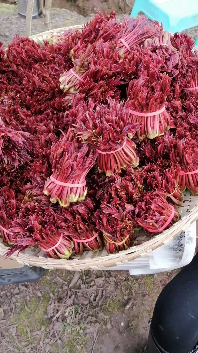 精品红油香椿芽大量上市现货大量供应欢迎来电咨询