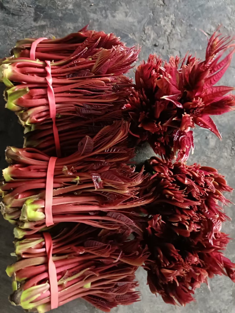 精品红油香椿芽大量上市现货大量供应欢迎来电咨询