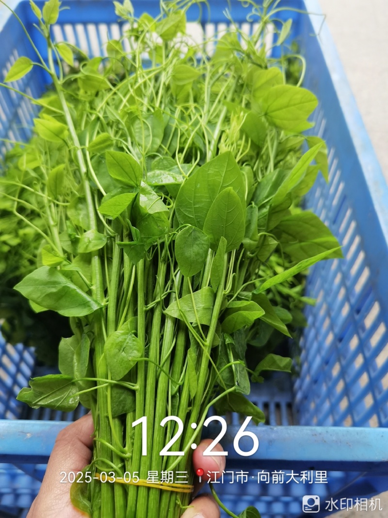 出售赤苍藤
