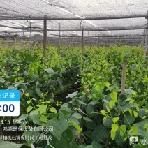 出售赤苍藤