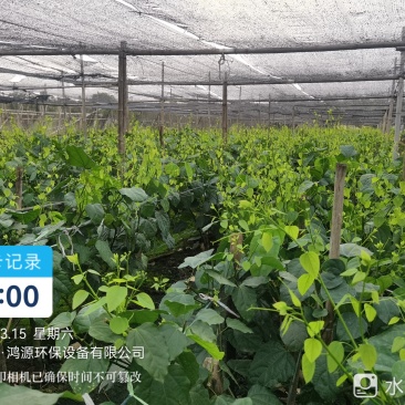 出售赤苍藤