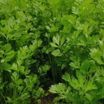 【精品】安徽芹菜大量上市，产地直发诚信经营，可发全国！
