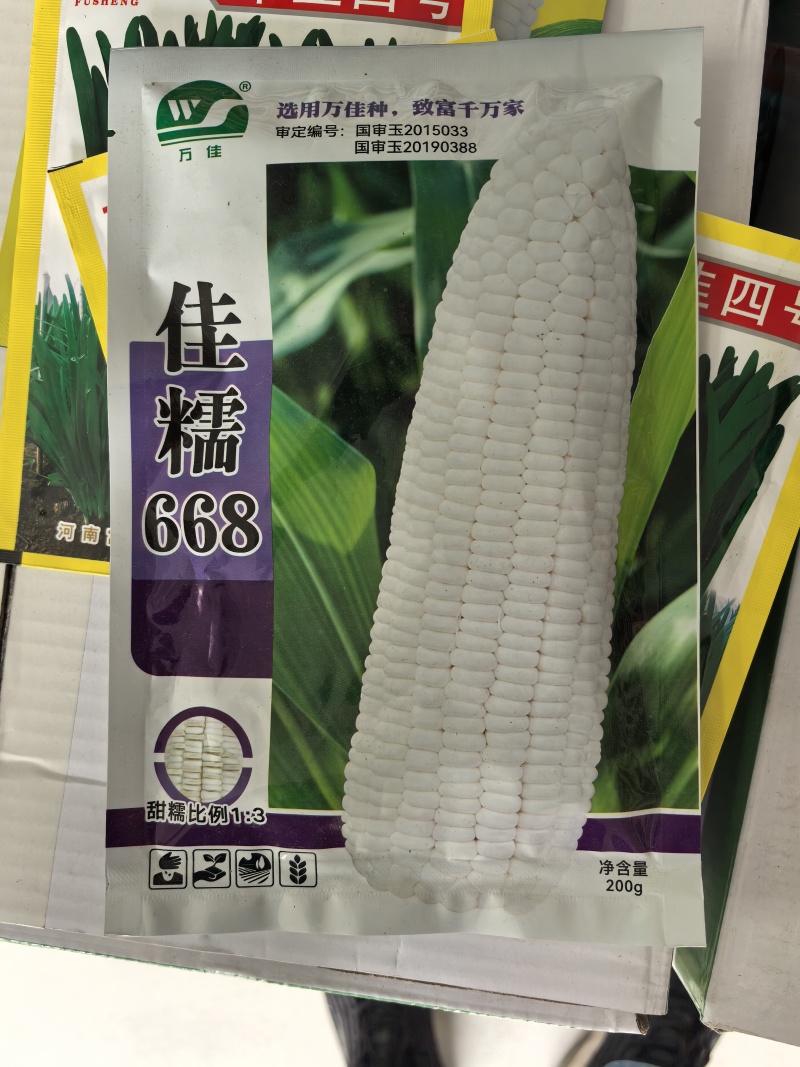 佳糯668糯玉米种子甜加糯国审1:3白玉米种子白甜糯