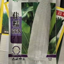 佳糯668糯玉米种子甜加糯国审1:3白玉米种子白甜糯
