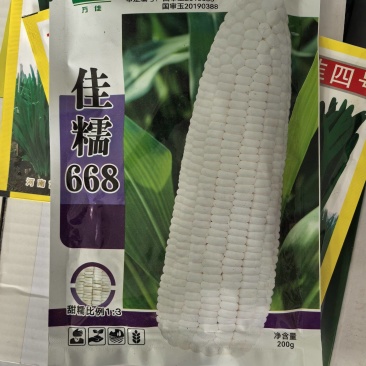 佳糯668糯玉米种子甜加糯国审1:3白玉米种子白甜糯