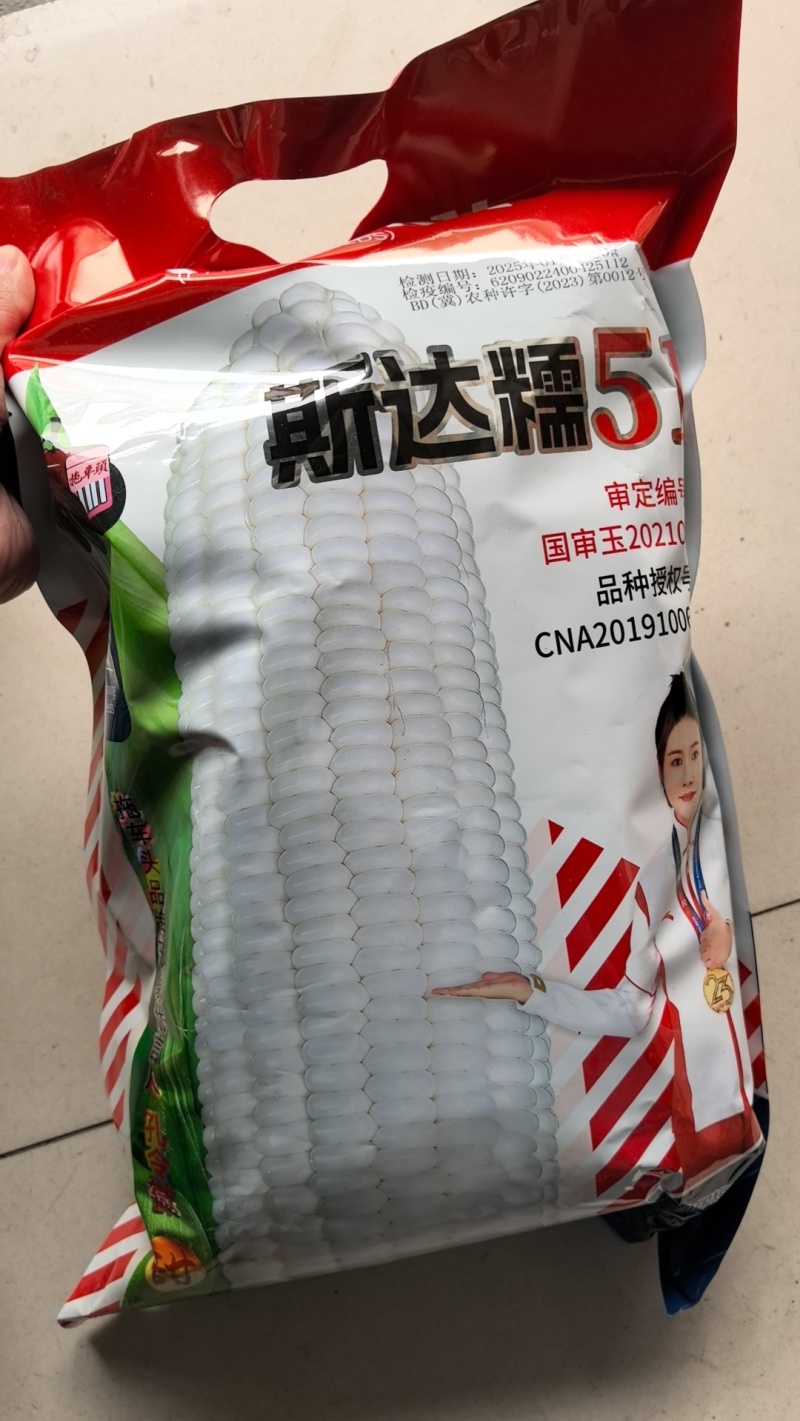 斯达糯51白玉米种子大棒型纯糯玉米国申品种甜糯玉米种子