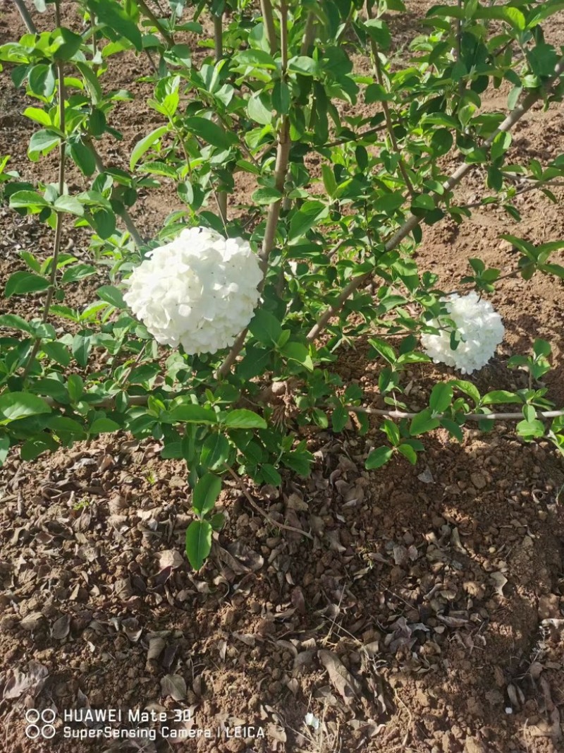 中华木绣球