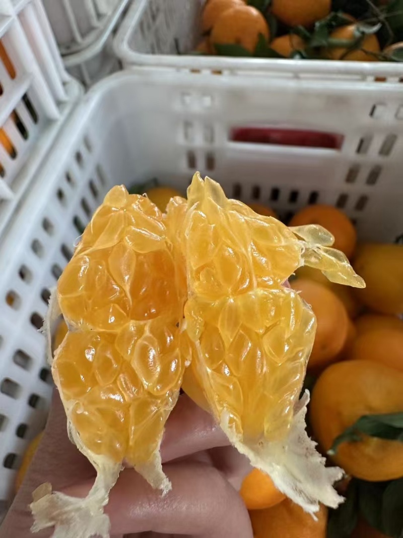 成都蒲江耙耙柑