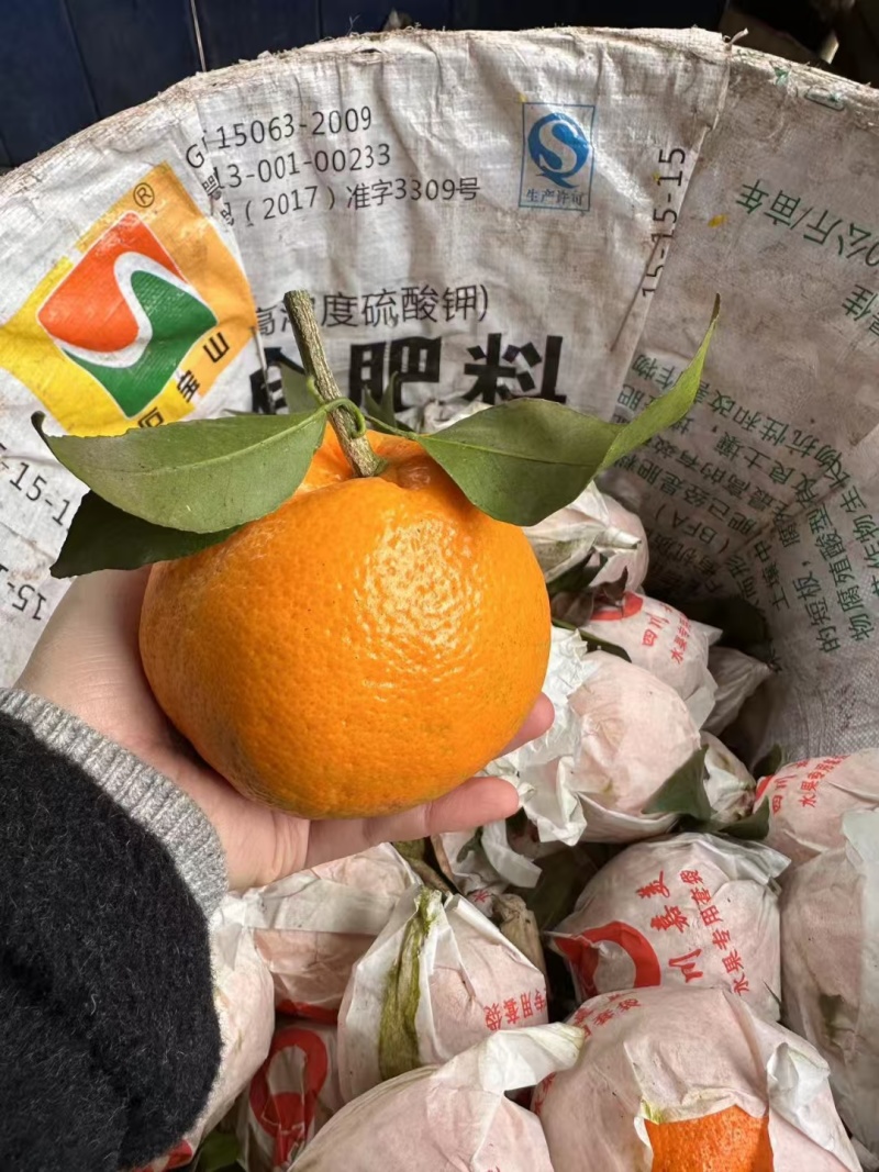 成都蒲江耙耙柑