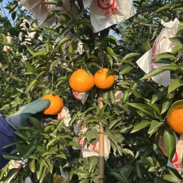 成都蒲江耙耙柑