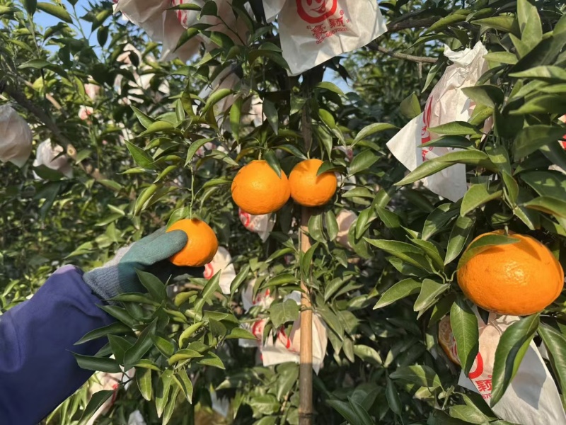 成都蒲江耙耙柑