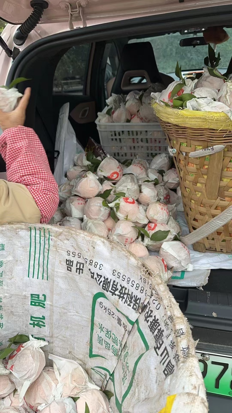 成都蒲江耙耙柑