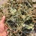 车前草色绿含量高产地一手货源质量好价格低