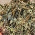 车前草色绿含量高产地一手货源质量好价格低