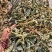 车前草色绿含量高产地一手货源质量好价格低