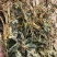 车前草色绿含量高产地一手货源质量好价格低
