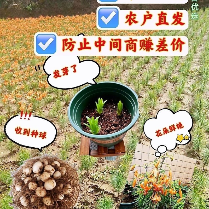 兰州食用甜百合种球带毛根农家百合仔甘肃产地发货批发价