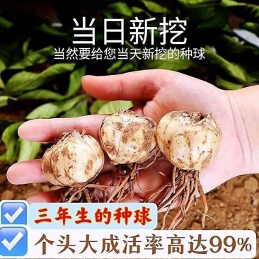 兰州食用甜百合种球带毛根农家百合仔甘肃产地发货批发价