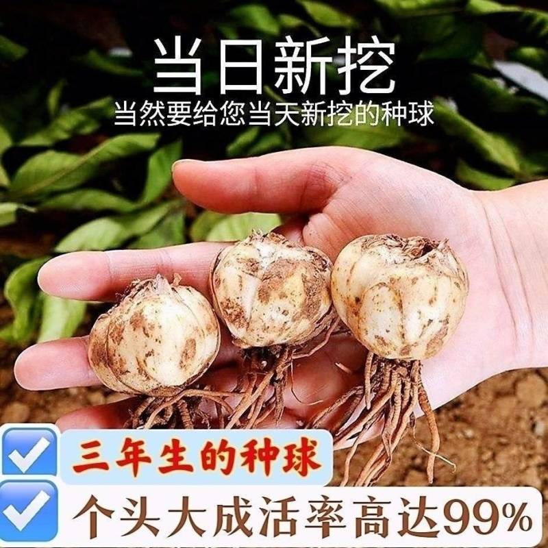 兰州食用甜百合种球带毛根农家百合仔甘肃产地发货批发价