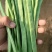 扁青芸豆，物美价廉，货源充足