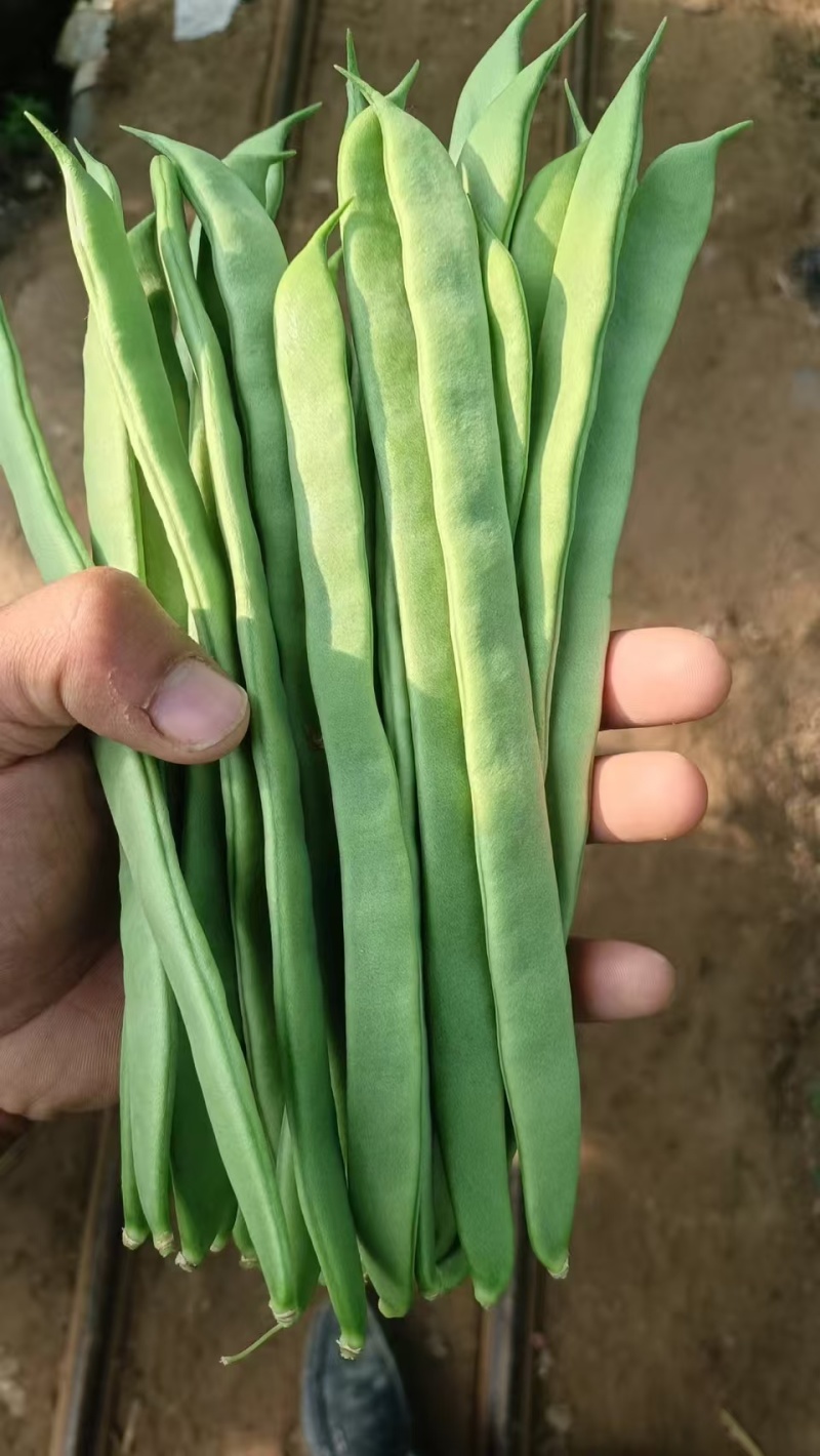 扁青芸豆，物美价廉，货源充足